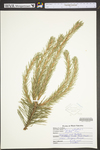 Pinus sylvestris