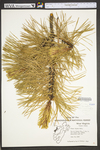 Pinus rigida