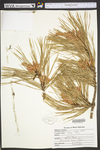 Pinus rigida