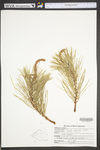 Pinus rigida