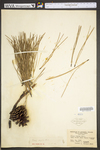 Pinus rigida