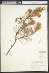 Pinus virginiana