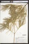 Pinus strobus