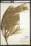 Pinus rigida