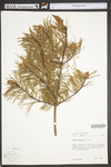 Pinus virginiana