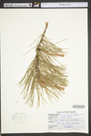 Pinus rigida
