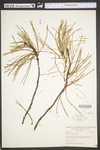 Pinus rigida