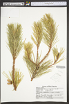 Pinus rigida