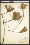 Pinus strobus