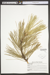 Pinus resinosa