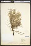 Pinus rigida