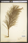 Pinus rigida