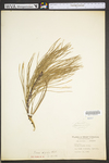 Pinus rigida