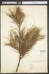 Pinus strobus