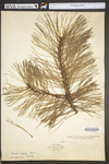 Pinus rigida