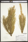 Pinus resinosa
