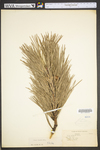 Pinus rigida