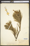 Pinus rigida