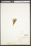 Pinus strobus