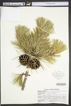 Pinus rigida