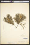 Pinus strobus