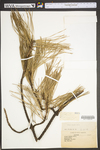 Pinus rigida