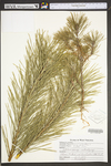 Pinus sylvestris