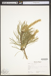 Pinus sylvestris