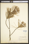 Pinus strobus