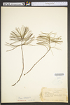 Pinus strobus