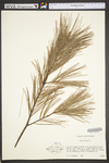 Pinus strobus
