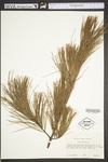 Pinus strobus