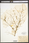 Tsuga canadensis
