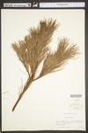 Pinus strobus