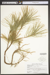 Pinus strobus