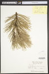Pinus rigida