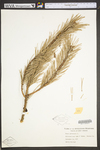Pinus sylvestris