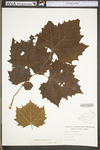 Platanus occidentalis