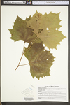 Platanus occidentalis