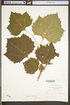 Platanus occidentalis