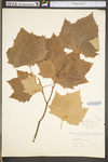 Platanus occidentalis