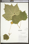 Platanus occidentalis