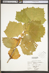 Platanus occidentalis