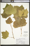 Platanus occidentalis