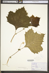 Platanus occidentalis