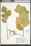 Platanus occidentalis