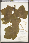 Platanus occidentalis