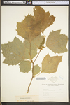 Platanus occidentalis