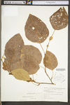 Platanus occidentalis