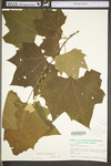 Platanus occidentalis